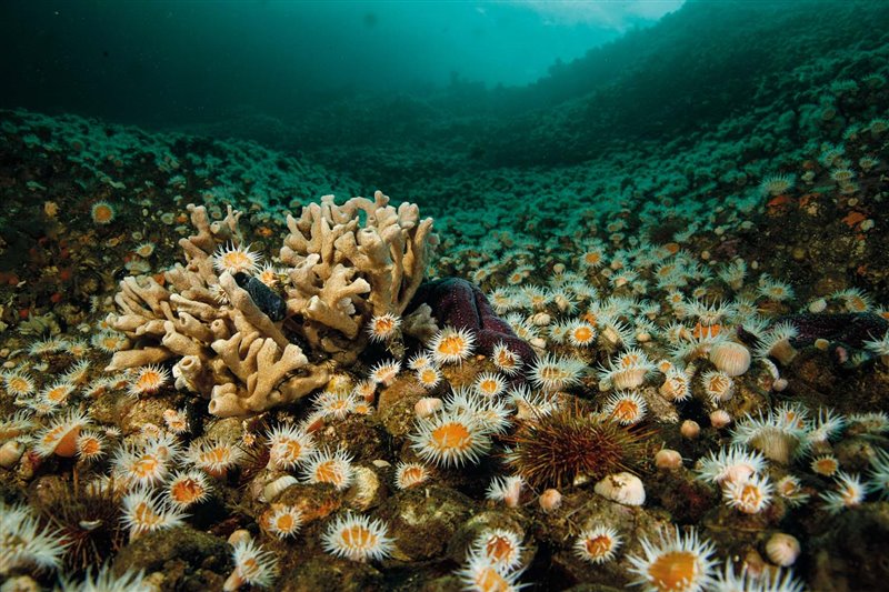En esta pradera submarina alfombrada de anémonas de la especie "Anthothoe chilensis" conviven erizos de mar "Loxechinus alba", una esponja del género Haliclona y una estrella de mar "Cosmasterias lurida".
