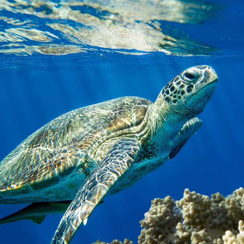 Encuentran plastificantes en los músculos de tortugas del Mediterráneo 
