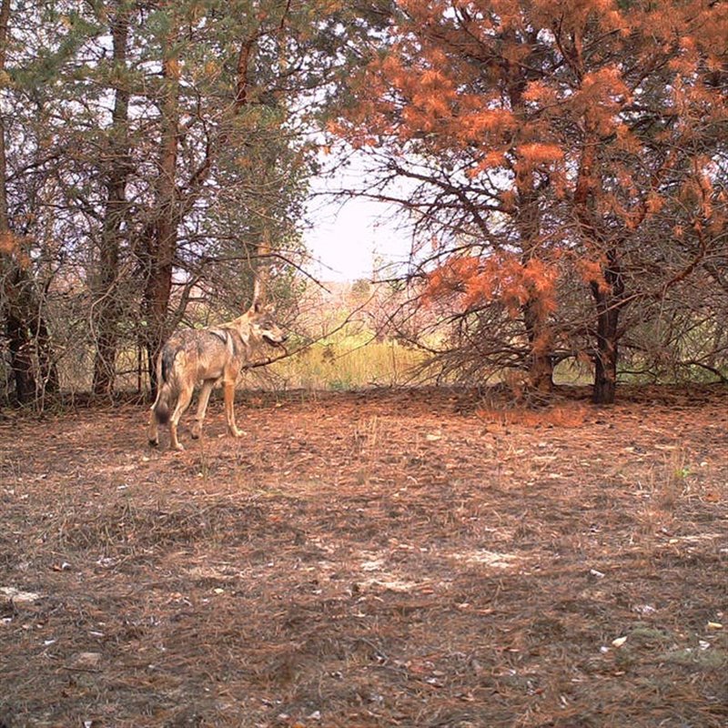Chernóbil, territorio lobo