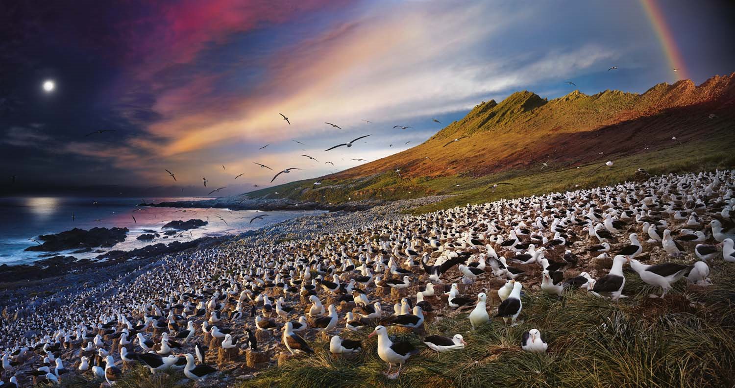 Albatros ojerosos