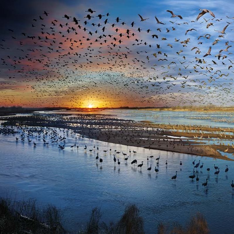 Increíbles imágenes de aves migratorias 