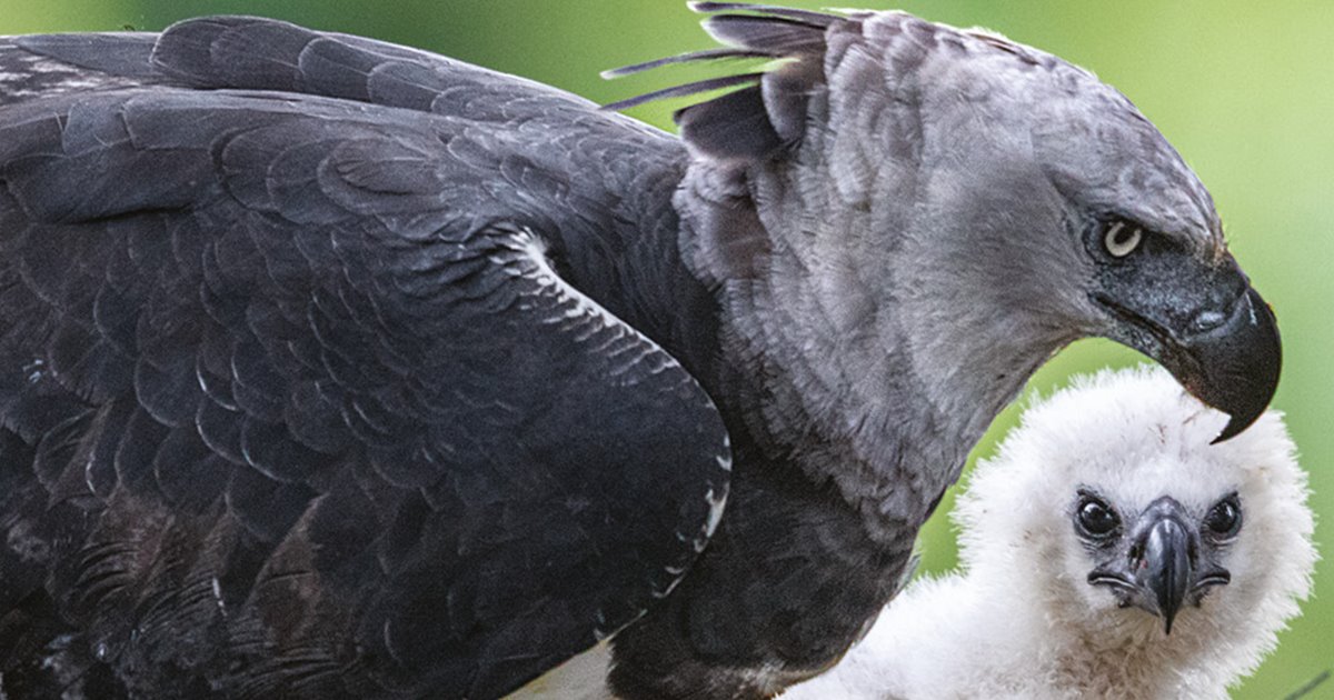 Águila arpía, el ave rapaz que está desapareciendo del Amazonas