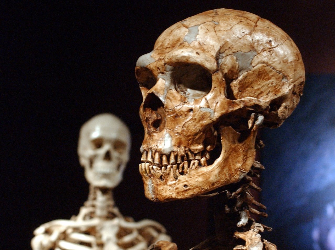 Cráneo de neanderrtal