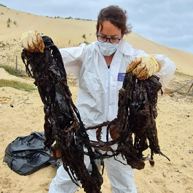 Encuentran el cadáver de un cetáceo con 16 kilos de plástico en el estómago