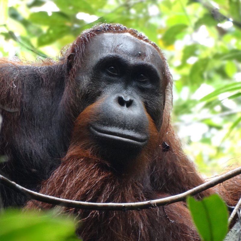 Los orangutanes de Borneo están, literalmente, muriendo de hambre