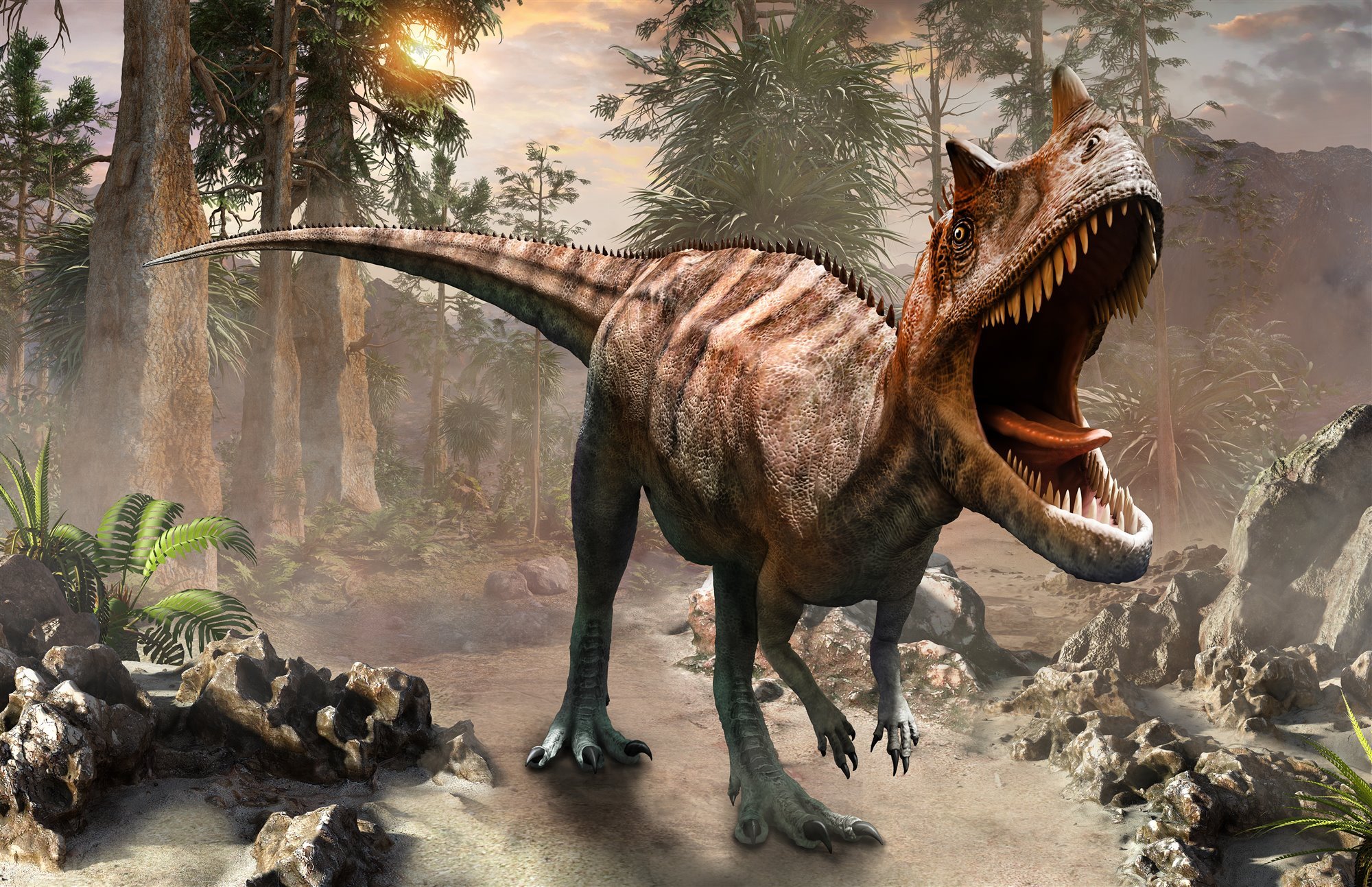 Caratosaurus aff. nasicornis . Ceratosaurus aff. nasicornis 