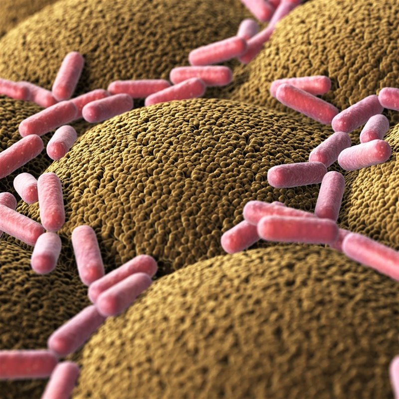 Antiguos excrementos humanos desvelan una extinción masiva de bacterias intestinales