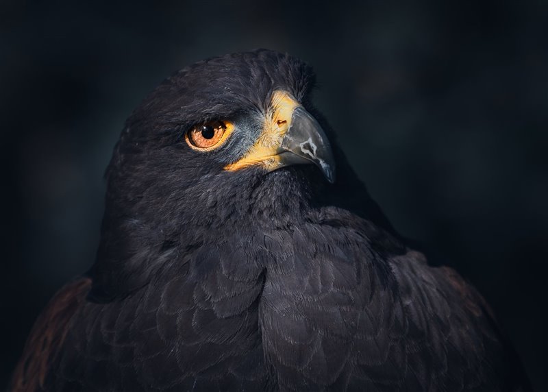 Águila de Harris - Parabuteo unicinctus