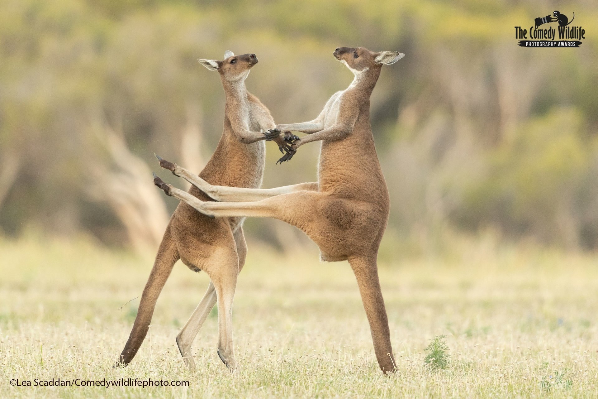 Las fotos de animales más graciosas de 2021