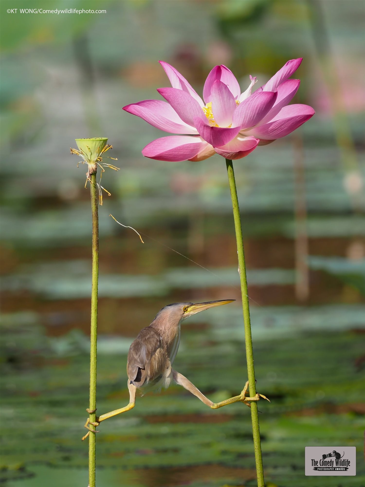 es viernes animales graciosos