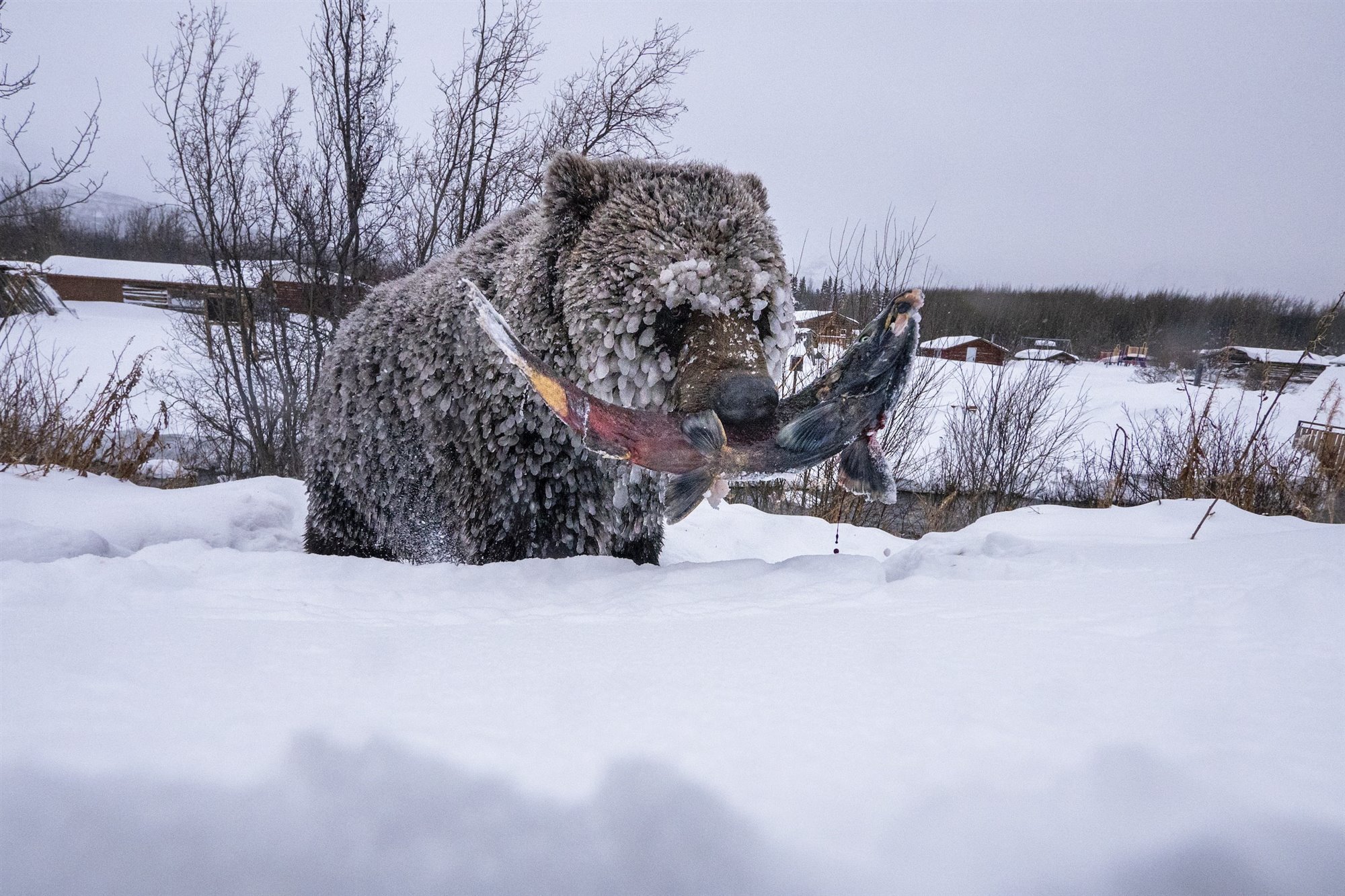 ice-bears_269f0eab_2000x1333.jpg