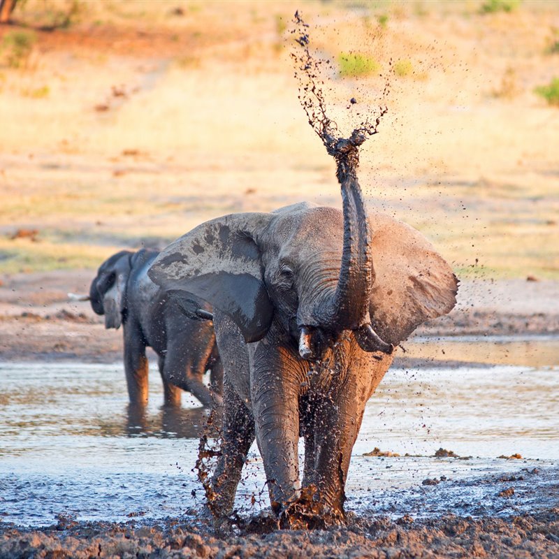 Un joven elefante africano juega en el lodo del Parque Nacional de Hwange, Zimbabwe
