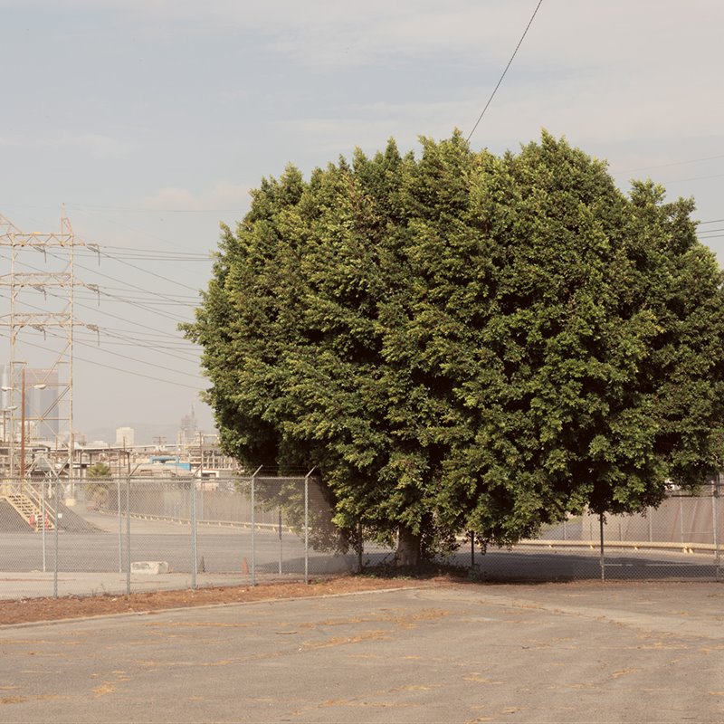 Un árbol solitario crece en un solar de Vernon, una zona industrial situada junto al centro de Los Ángeles cuyas superficies llegan a estar más de 8 °C más calientes que las de los barrios con árboles.