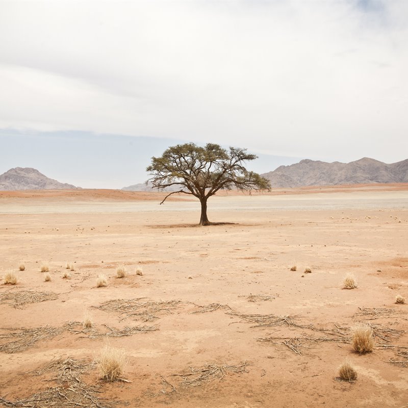 Un solitario árbol en el desierto de Namibia.