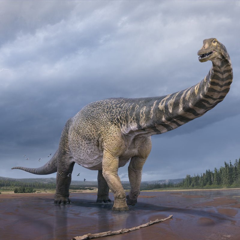 Australotitan cooperensis, el dinosaurio más grande descubierto en Australia