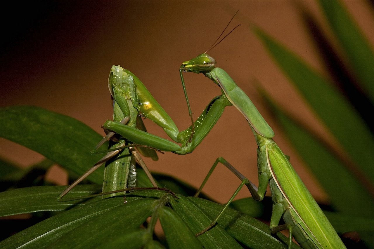 Canibalismo sexual: una mantis religiosa devora a su compañero masculino tras la cópula