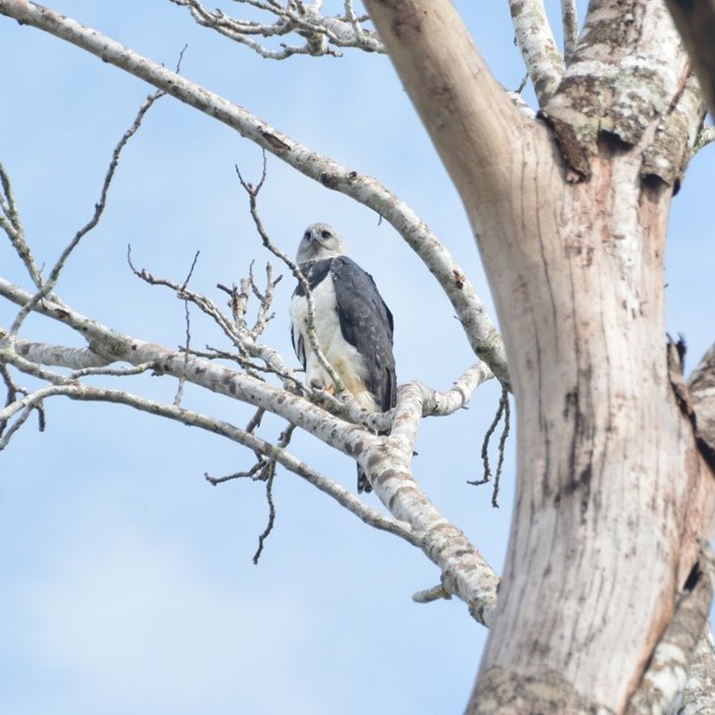 La deforestación amenaza la supervivencia del águila harpía