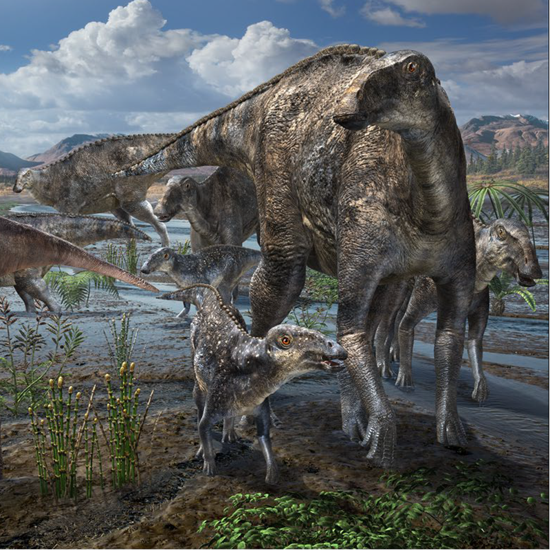 Ilustración de hadrosaurios en un paleoambiente ártico