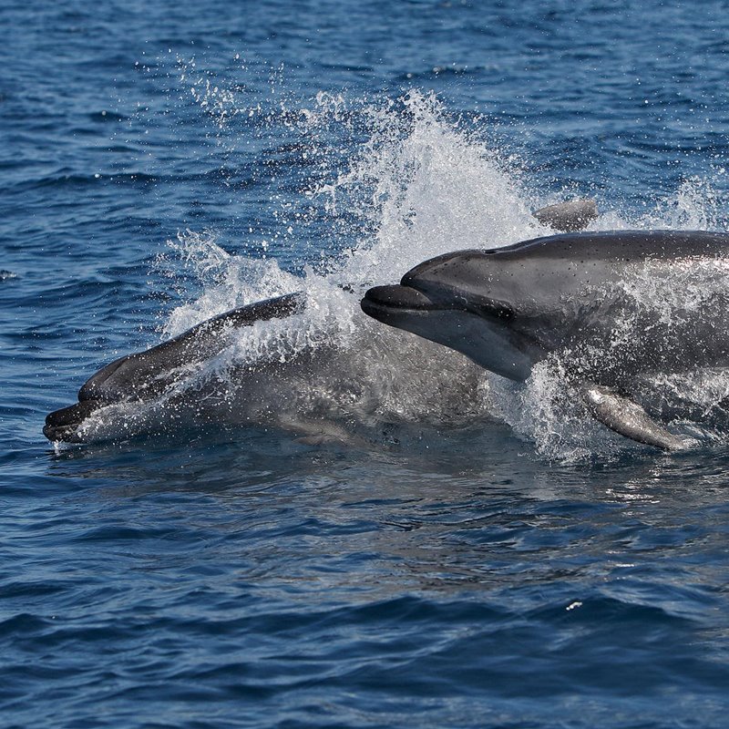 Los delfines adaptaron su esperma para reproducirse en el agua