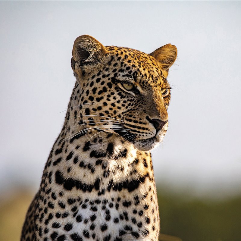 Los ojos del Serengeti