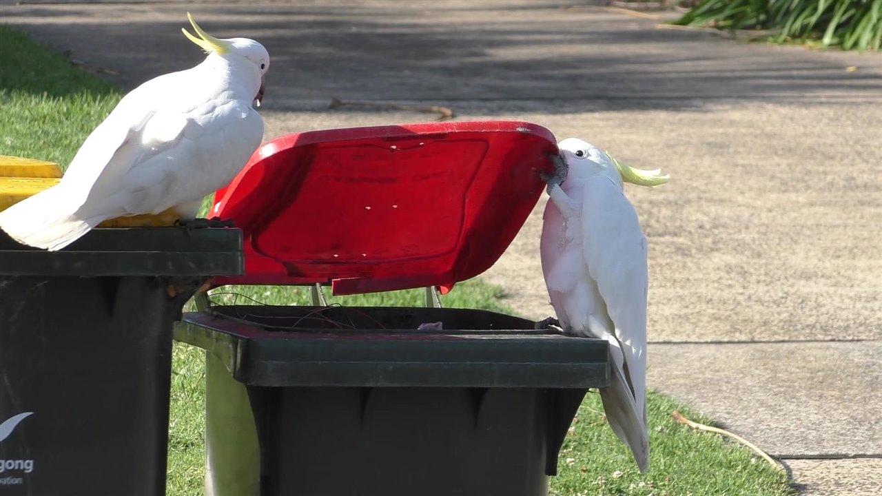 cuál es el temperamento de una cacatúa