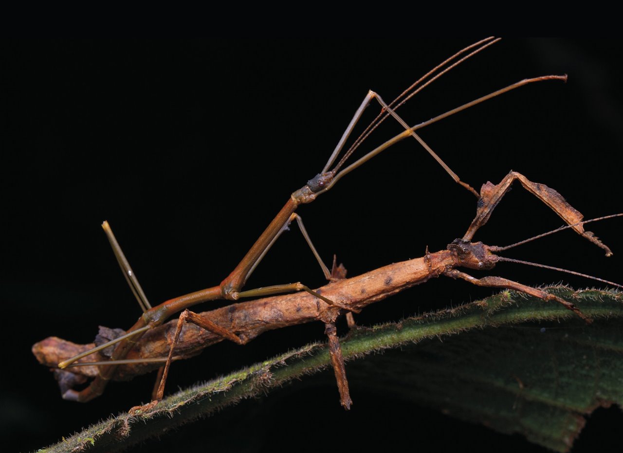 Entre los fásmidos, los machos son más pequeños que las hembras y su extremo abdominal es distinto. En la imagen, cópula del insecto palo de Borneo (Phenacephorus cornucervi).