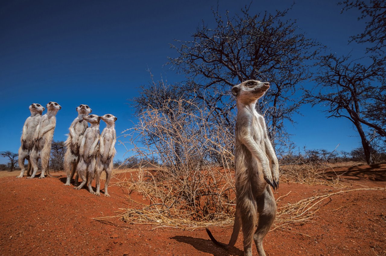 Kalahari, el desierto africano donde el cambio climático amenaza a la fauna