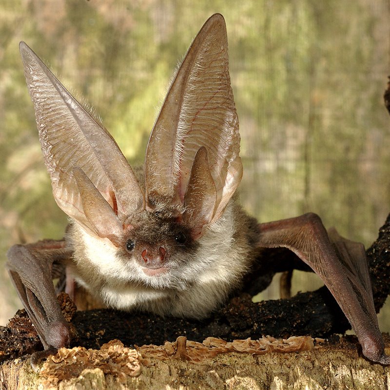 La ecolocalización, el secreto de los murciélagos para "ver" en la oscuridad