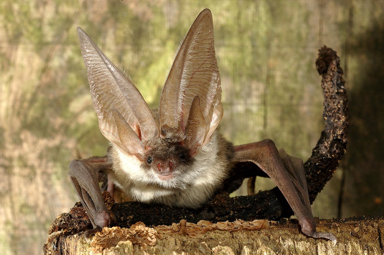 Murciélago de oreja larga marrón - Plecotus auritus