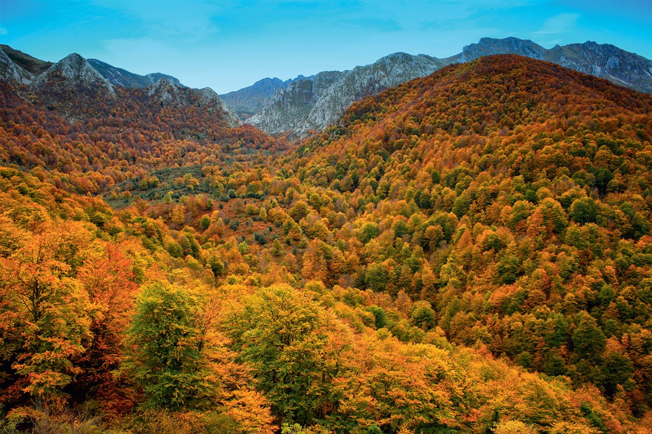 Asturias, un hábitat perfecto para la ornitología