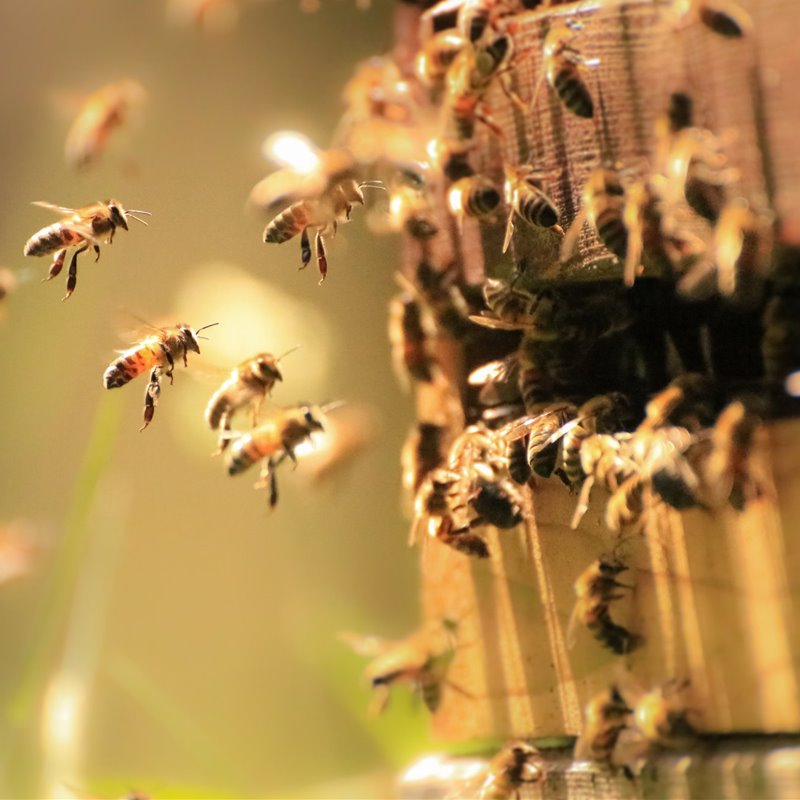 La combinación de pesticidas y herbicidas incrementa la mortalidad de las abejas