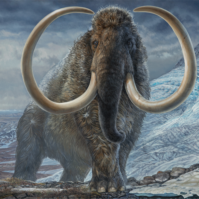 Consiguen reproducir el viaje de un mamut lanudo de hace 17.000 años