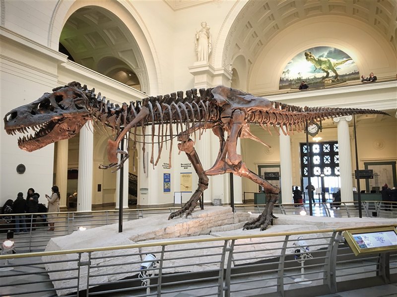 El tiranosaurio conocido como "Sue" en el Museo Field de Historia Natural de Chicago