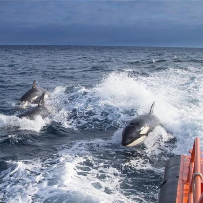 Los raros "ataques" de las orcas en el estrecho de Gibraltar 