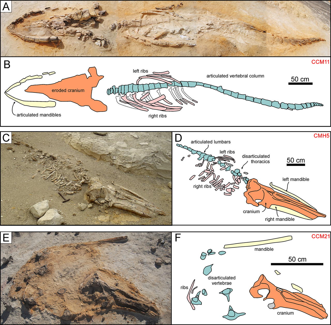 Fósiles de odontocetos en la Formación Pisco
