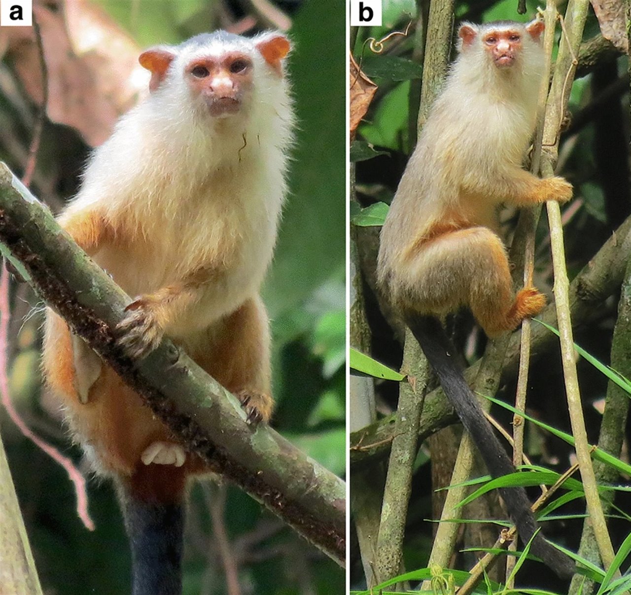 Descubren una nueva especie de tití en la Amazonia