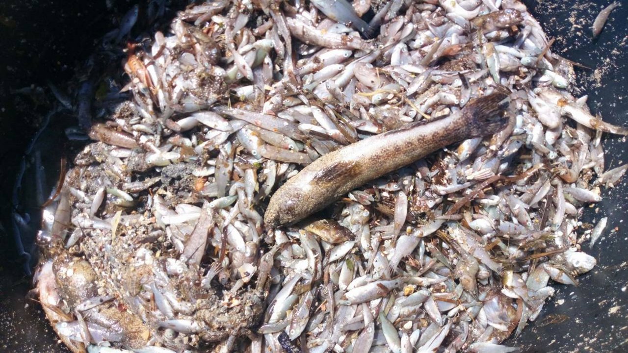 Peces muertos en las orillas del entorno de Isla del Ciervo