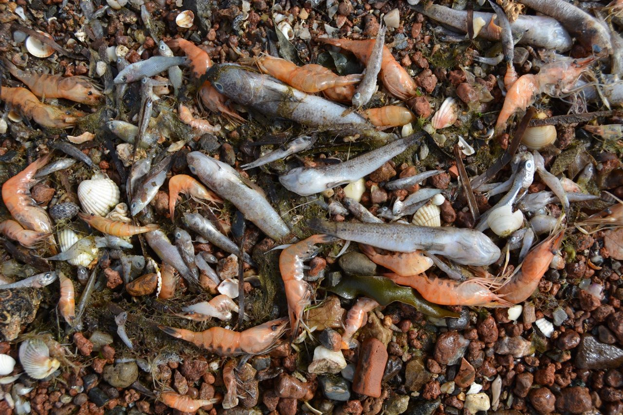 Recientemente se ha registrado un nuevo episodio de mortandad masiva de peces e invertebrados en el Mar Menor.
