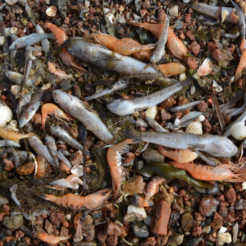 Recientemente se ha registrado un nuevo episodio de mortandad masiva de peces e invertebrados en el Mar Menor.
