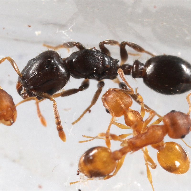 Hormigas que esclavizan a sus congéneres