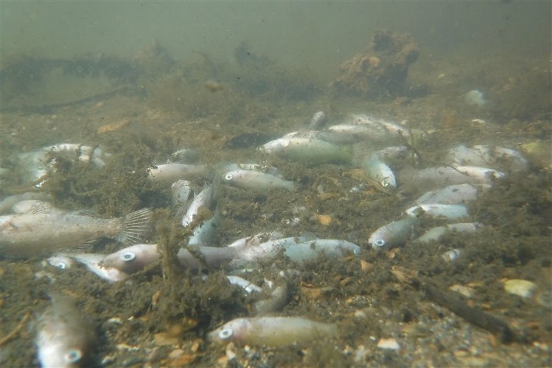 Varios peces muertos yacen en el fondo del Mar Menor tras el último episodio de muerte masiva. 