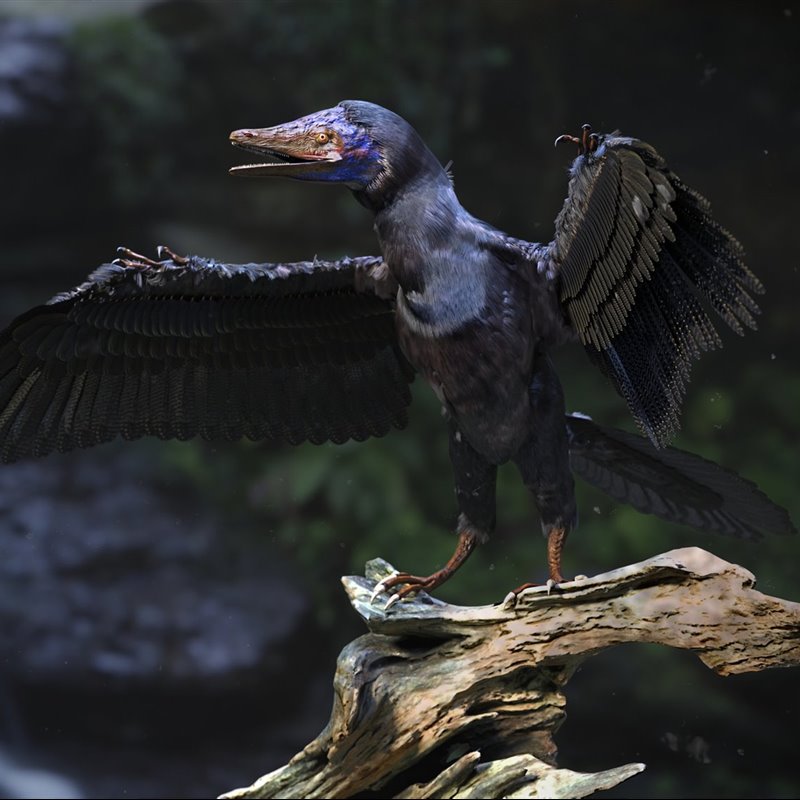 Así surgieron las primeras aves a partir de los dinosaurios con plumas