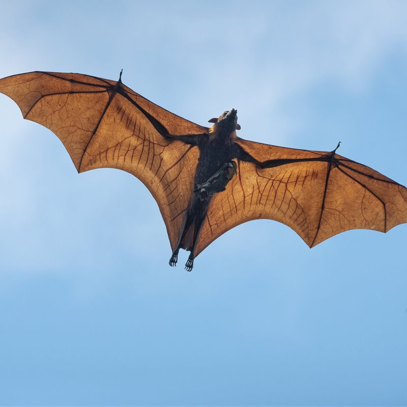Un murciélago vuelo con su cría asida al pecho