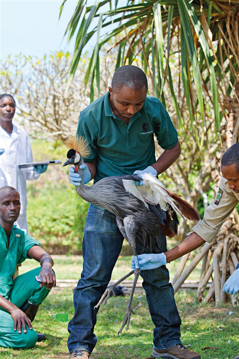 En las instalaciones de la Asociación de Conservación de Vida Salvaje de Ruanda (RWCA), Nsengimana revisa las grullas rescatadas. Luego, con la ayuda de su equipo, las anillarán para poder identificarlas en el futuro.