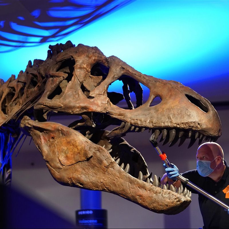 Cráneo de tiranosaurio en el Great North Museum de Newcastle