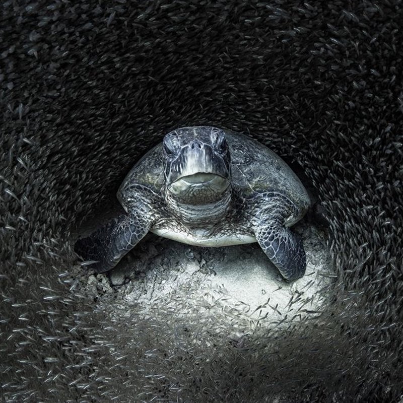 Ocean Photography Awards, premio a las mejores fotografías del océano