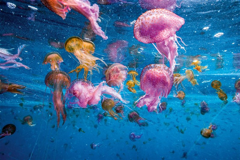 Un enjambre de medusas luminiscentes (Pelagia noctiluca) flota en aguas mediterráneas. El aumento de las temperaturas acelera el ciclo vital de las medusas, y las sequías disminuyen la franja de agua dulce, que las repele en la línea de costa. Además, apenas tienen depredadores ni competidores.