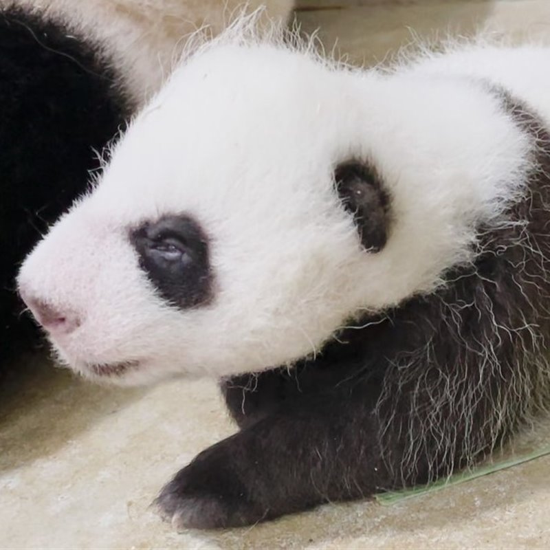 Nace por primera vez un oso panda en Singapur 