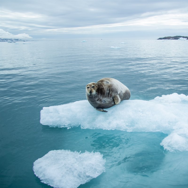 Primer recuento de hembras de foca de Weddell de la historia