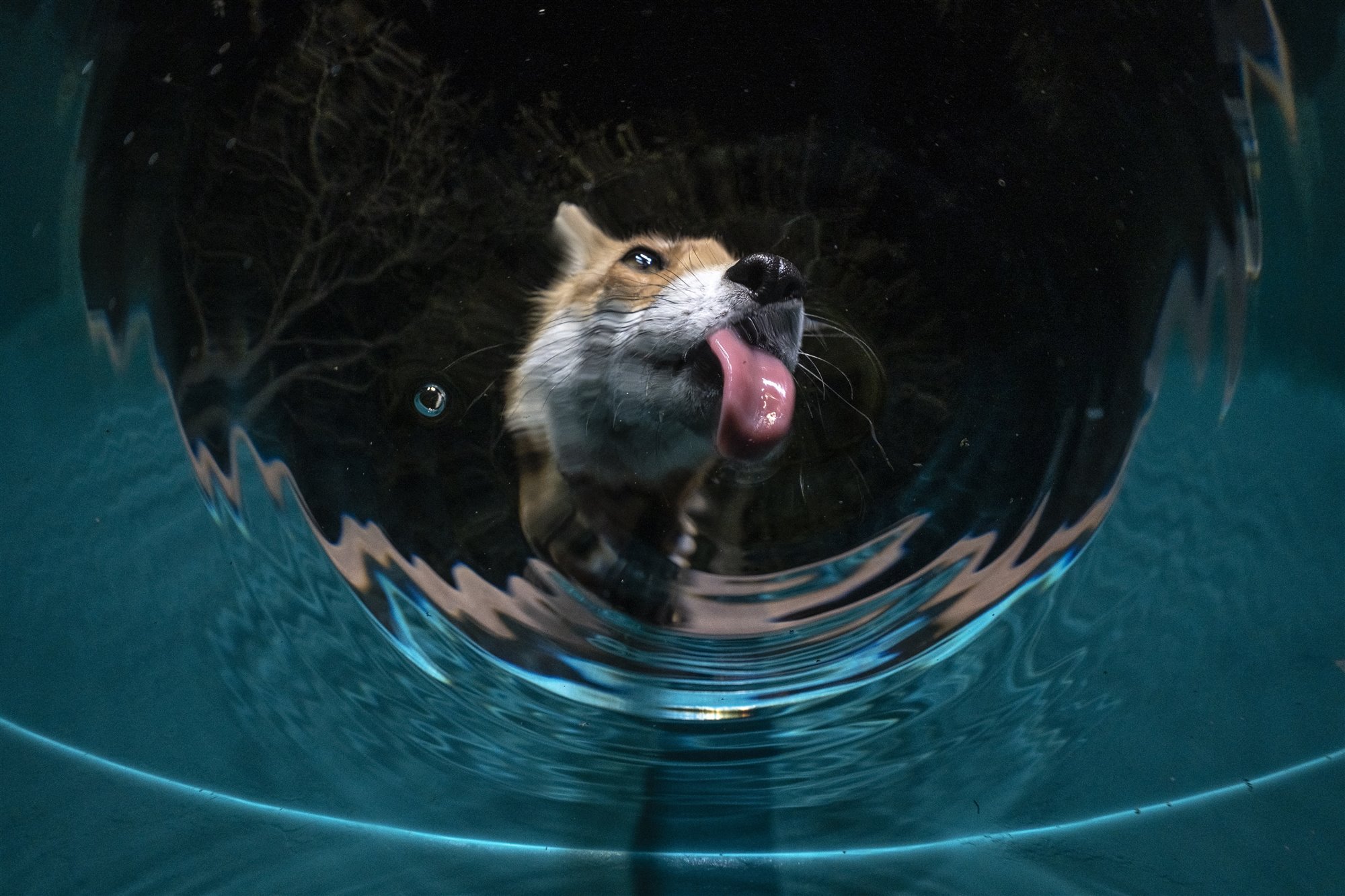 Fox drinking from the pool